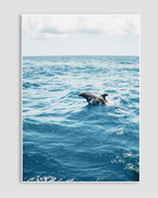 Dolphin Poster