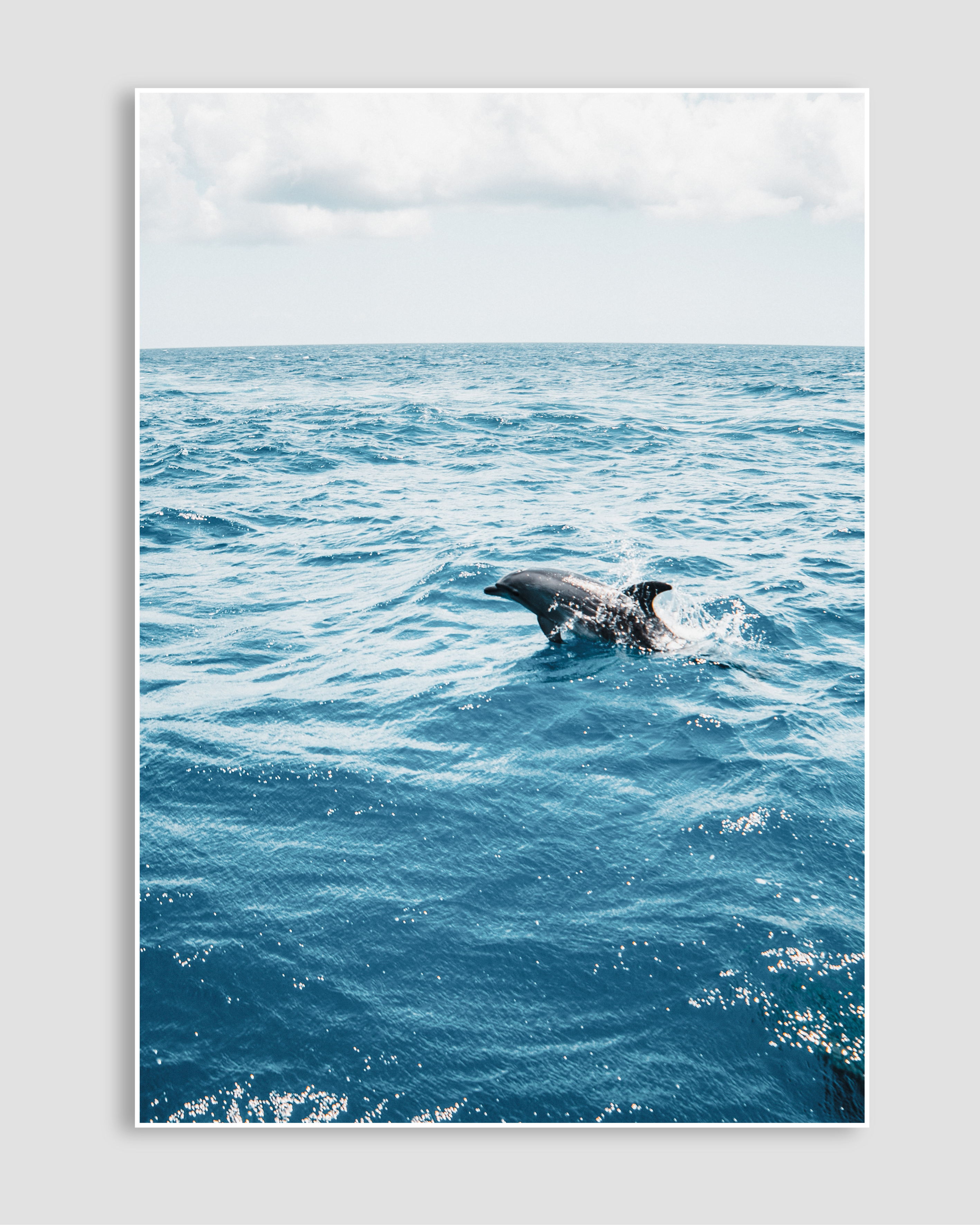 Dolphin Poster
