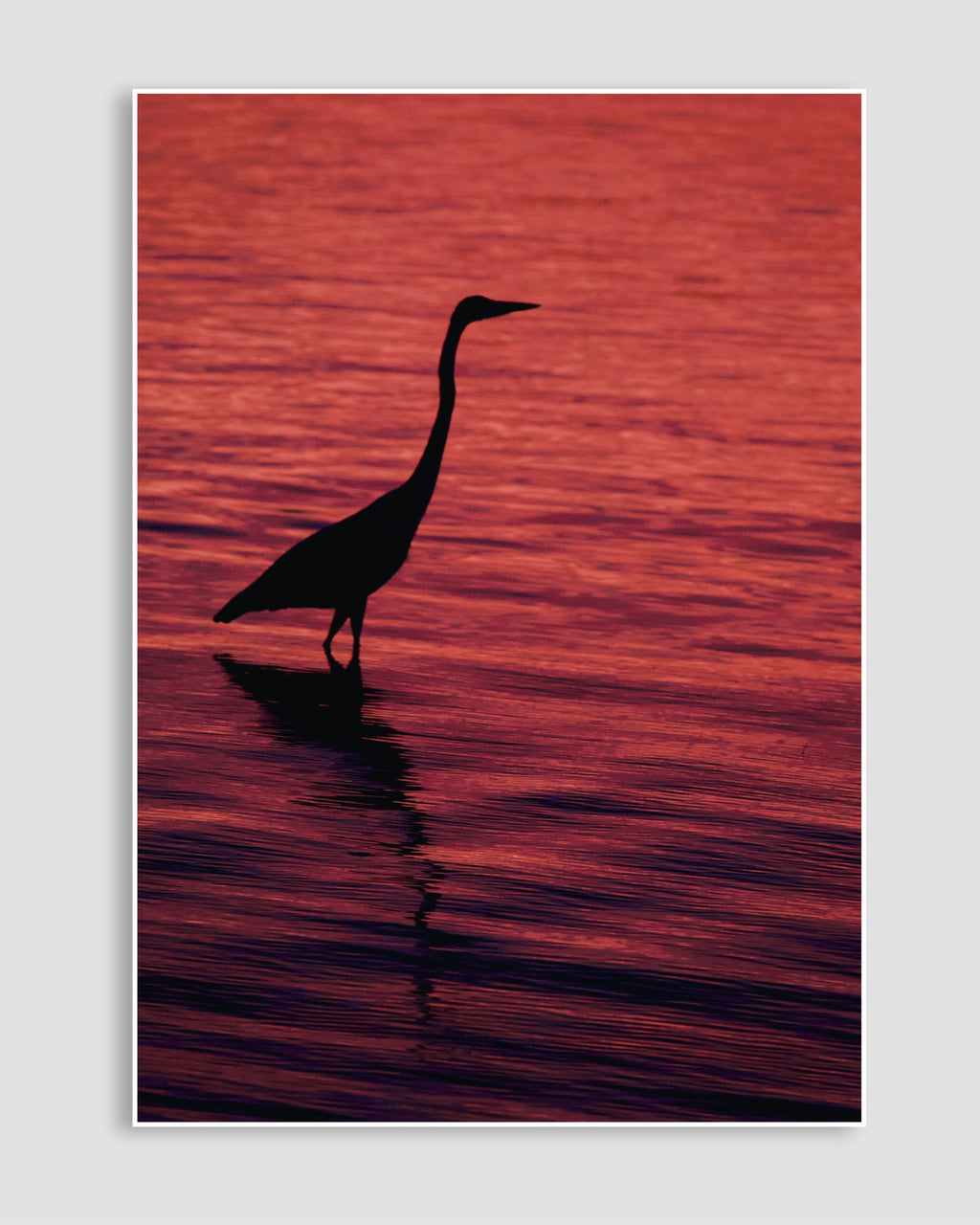 Günbatımında Flamingo Poster
