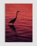Günbatımında Flamingo Poster
