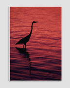 Günbatımında Flamingo Poster