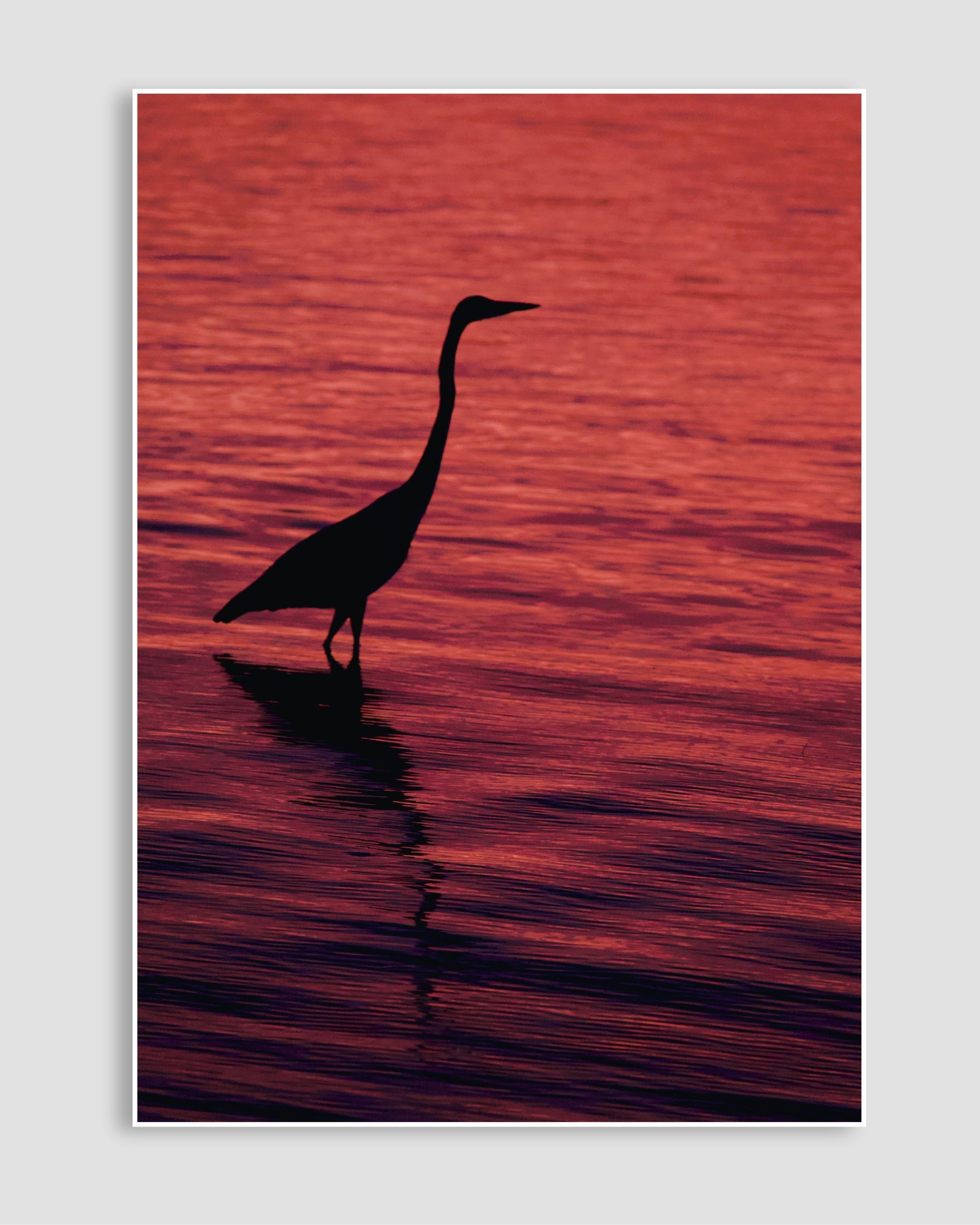 Günbatımında Flamingo Poster