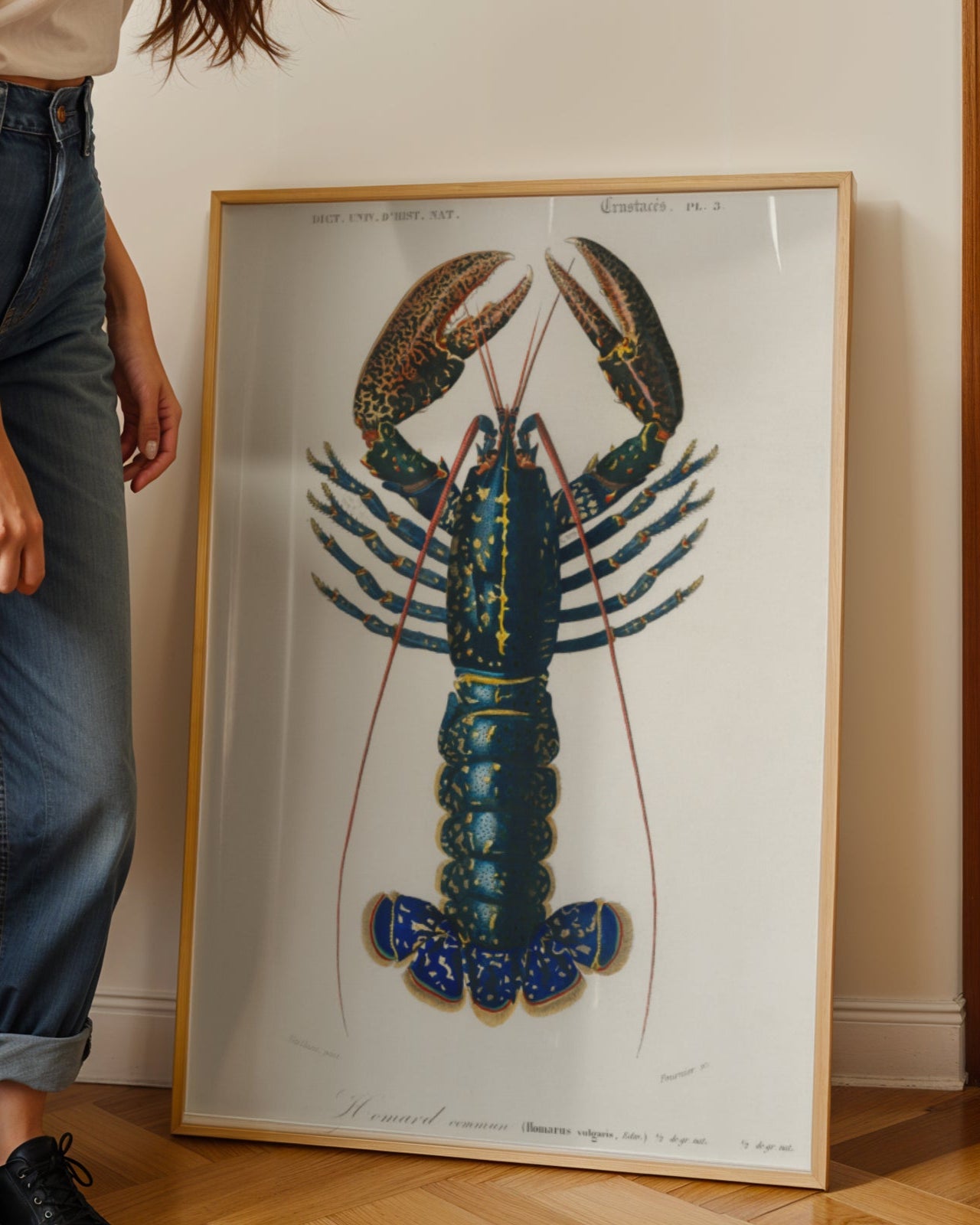 Homarus Vulgaris Poster