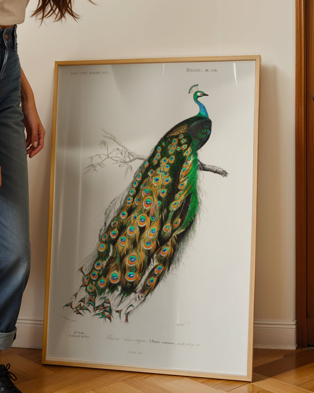 Pavo Cristatus Poster