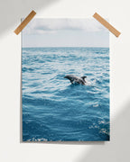 Dolphin Poster