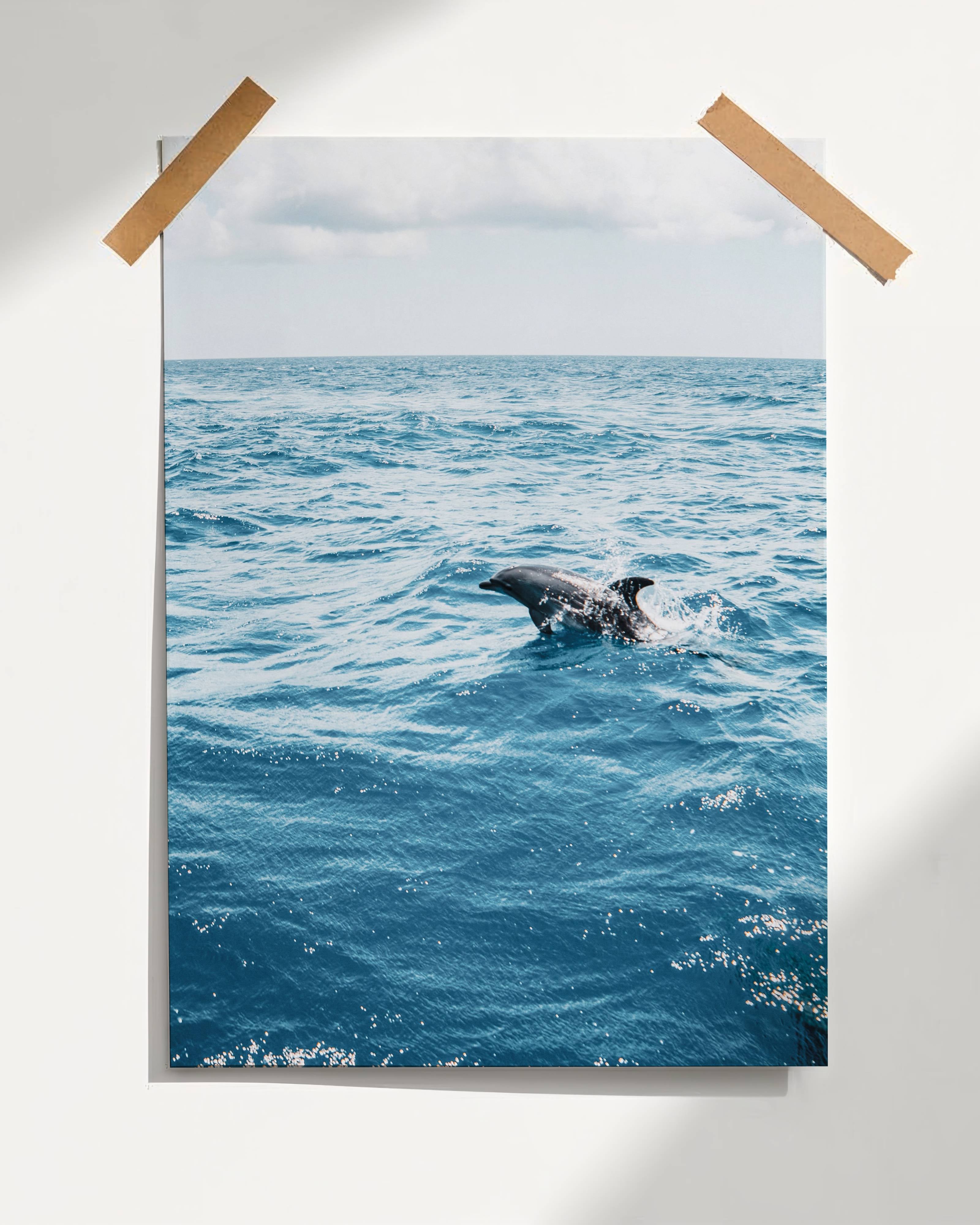 Dolphin Poster