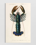 Homarus Vulgaris Poster