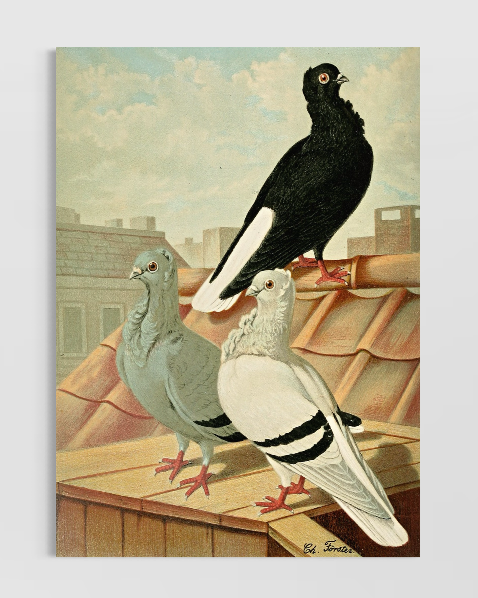 Birds Poster