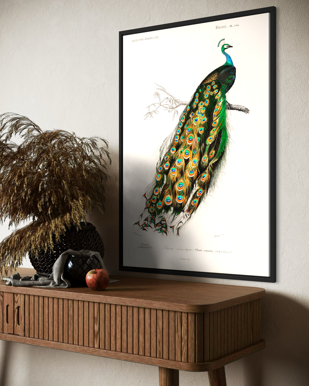Pavo Cristatus Poster