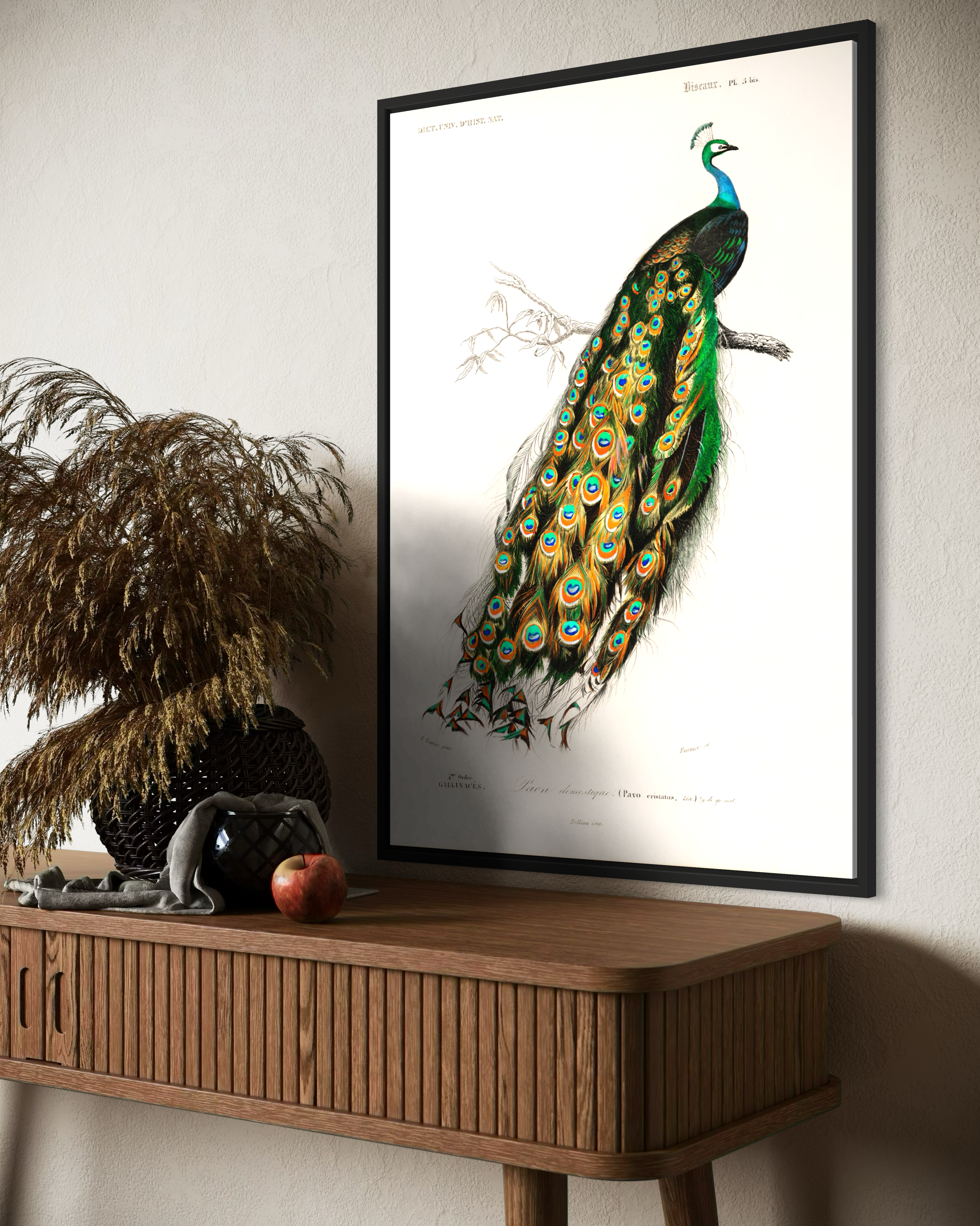 Pavo Cristatus Poster