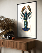 Homarus Vulgaris Poster