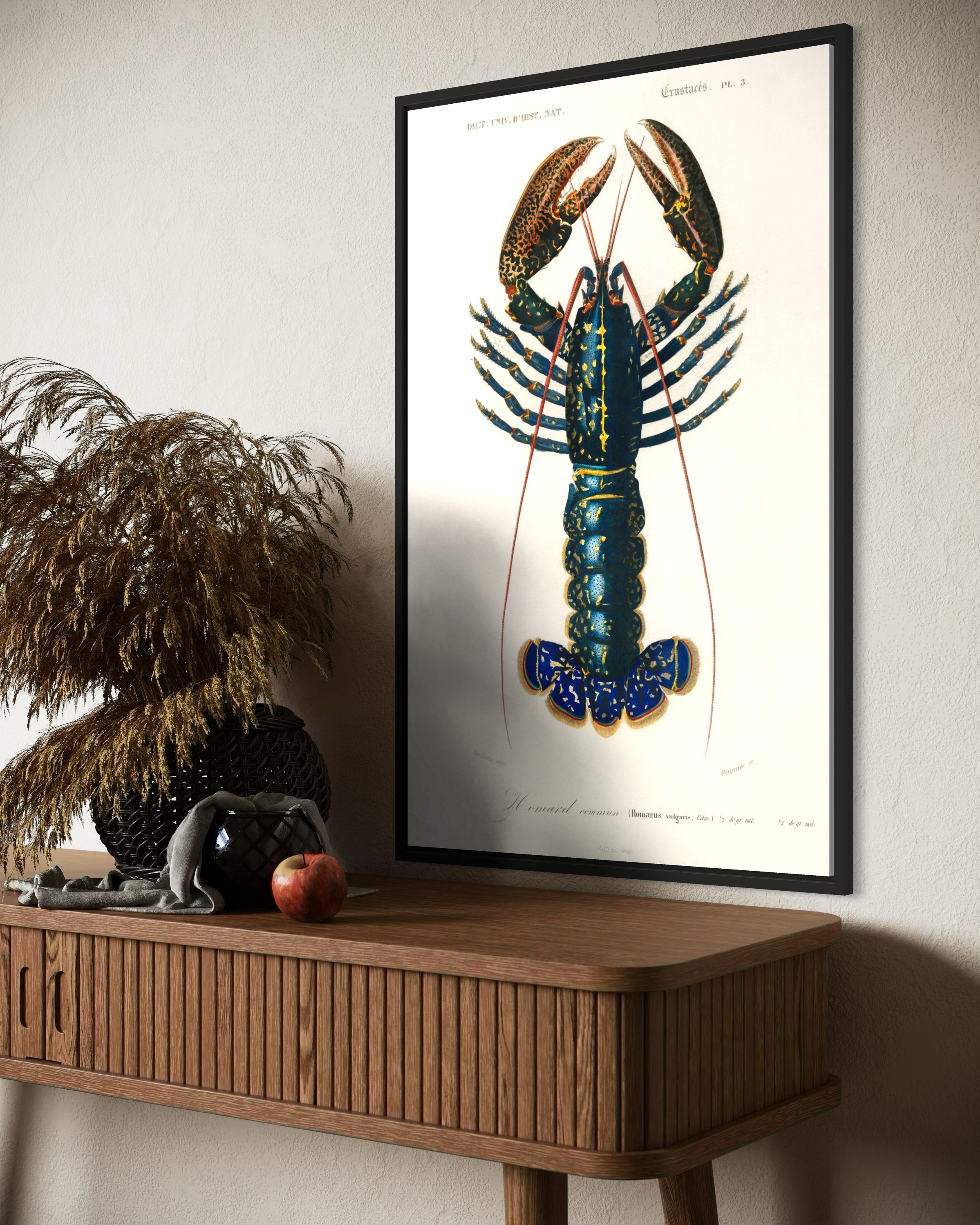 Homarus Vulgaris Poster