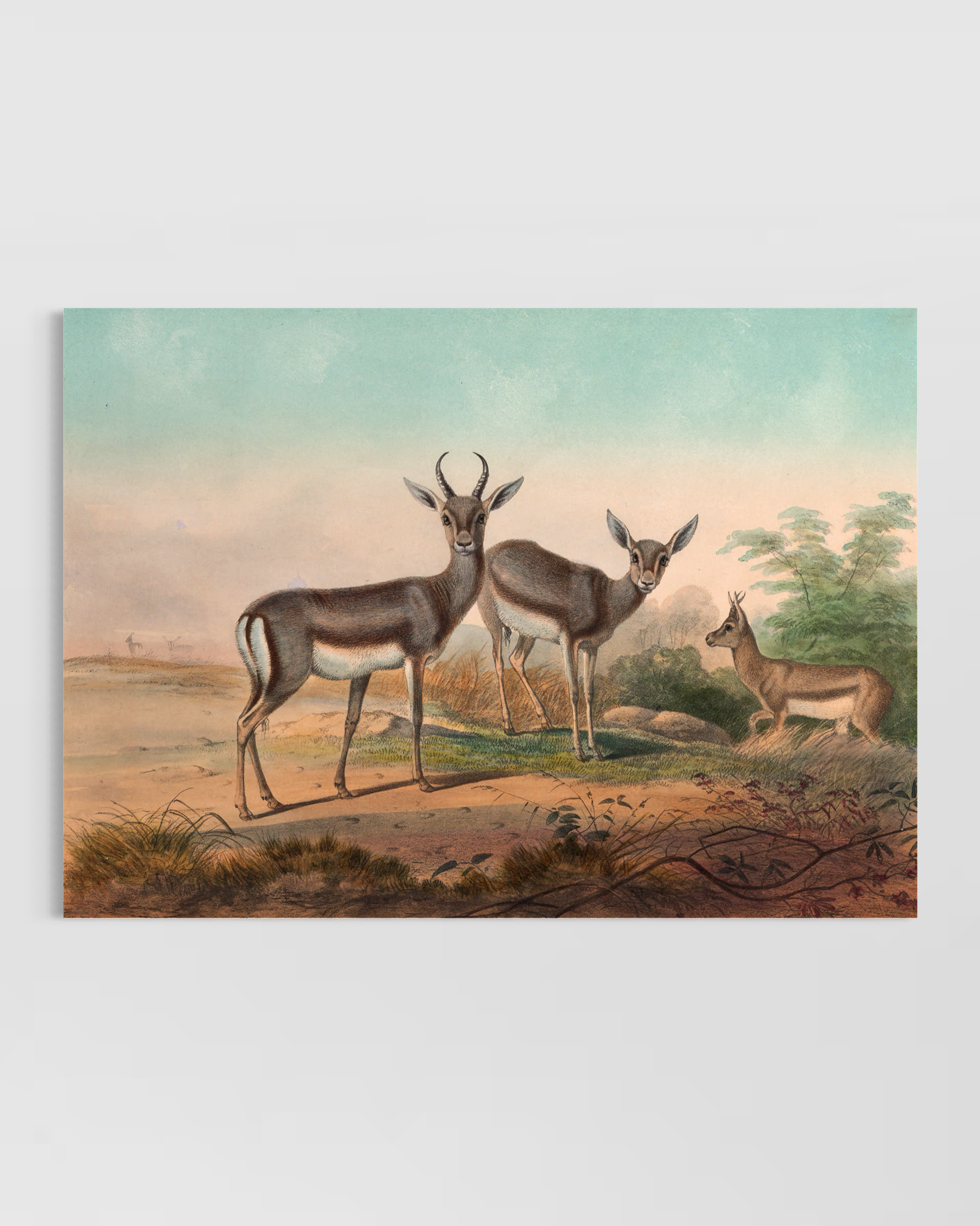 Deers Poster