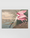 Flamingo Poster