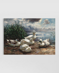 Ducks Poster