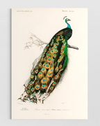 Pavo Cristatus Poster