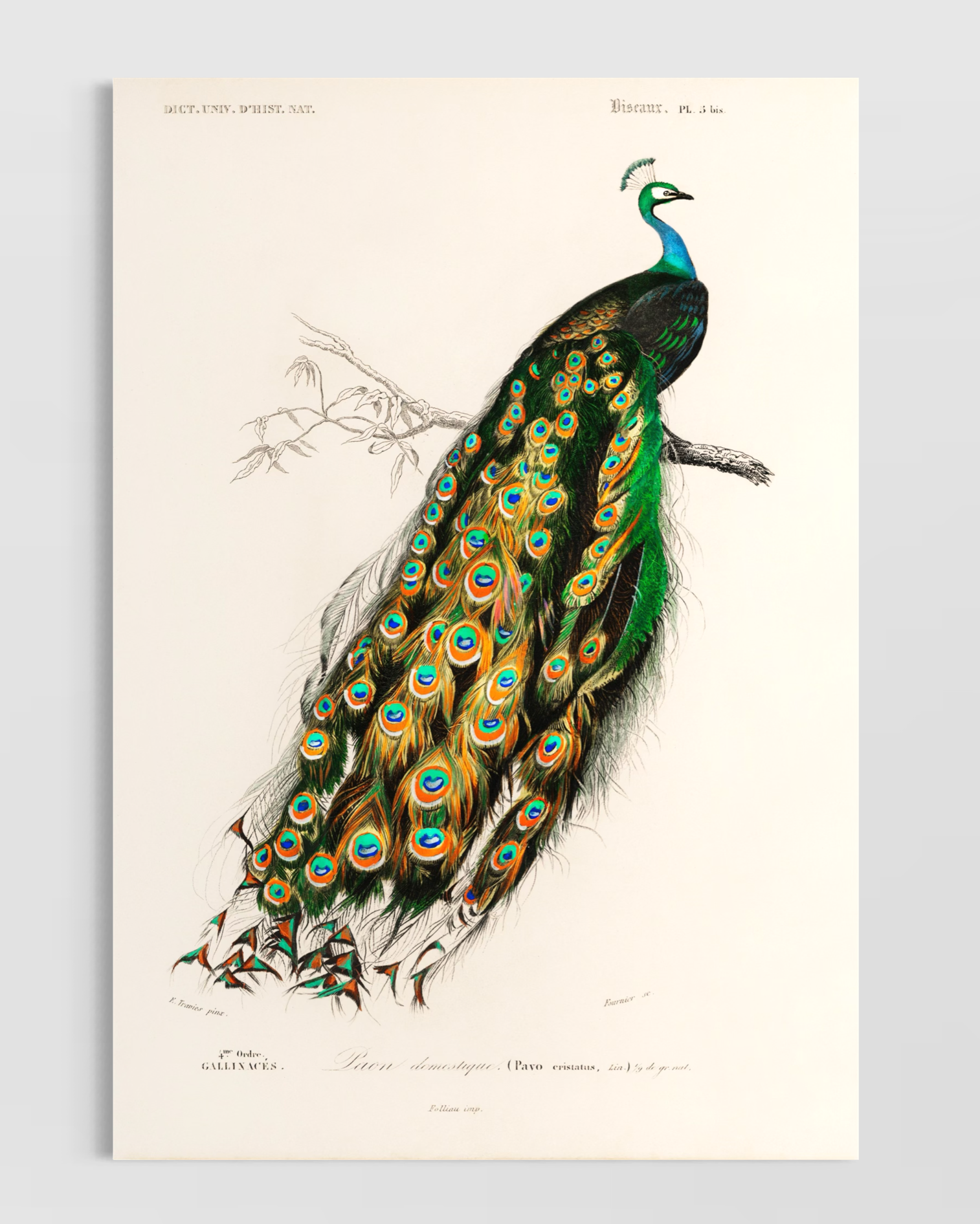 Pavo Cristatus Poster